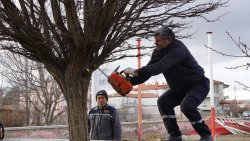 ŞUHUT’TA AĞAÇ BUDAMA ÇALIŞMALARI DEVAM EDİYOR