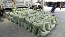ŞUHUT’TA GÜNLÜK 500 TON TAZE FASULYE SEVKİYATI