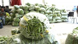 ŞUHUT’TA GÜNLÜK 500 TON TAZE FASULYE SEVKİYATI