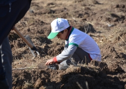 11 Kasım Milli Ağaçlandırma Günü