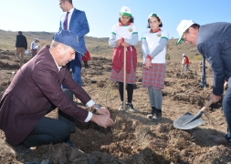 11 Kasım Milli Ağaçlandırma Günü