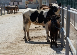 Şuhut Belediyesi Canlı Hayvan Pazarı Kapılarını Açtı.