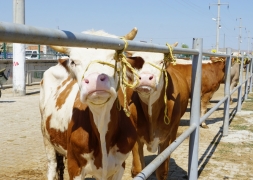 Şuhut Belediyesi Canlı Hayvan Pazarı Kapılarını Açtı.