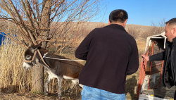 YARALI HAYVAN TEDAVİ ALTINA ALINDI